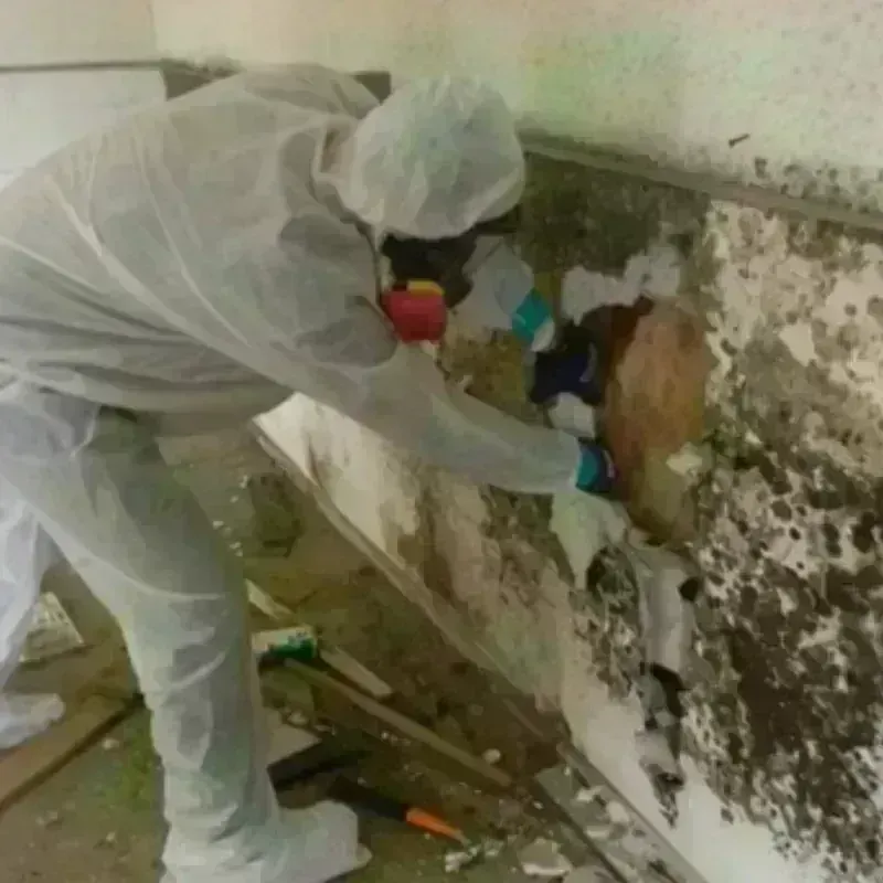 Mold Remediation and Removal in Pershing County, NV